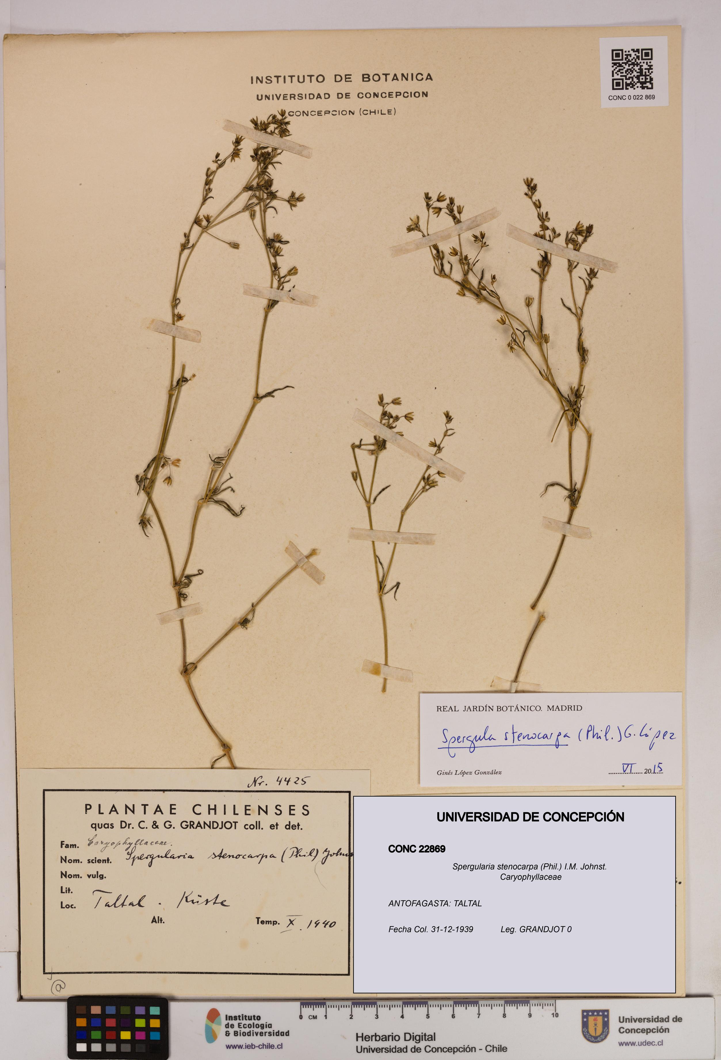 Spergularia stenocarpa [Espécimen: UDEC:CONC:0022869]