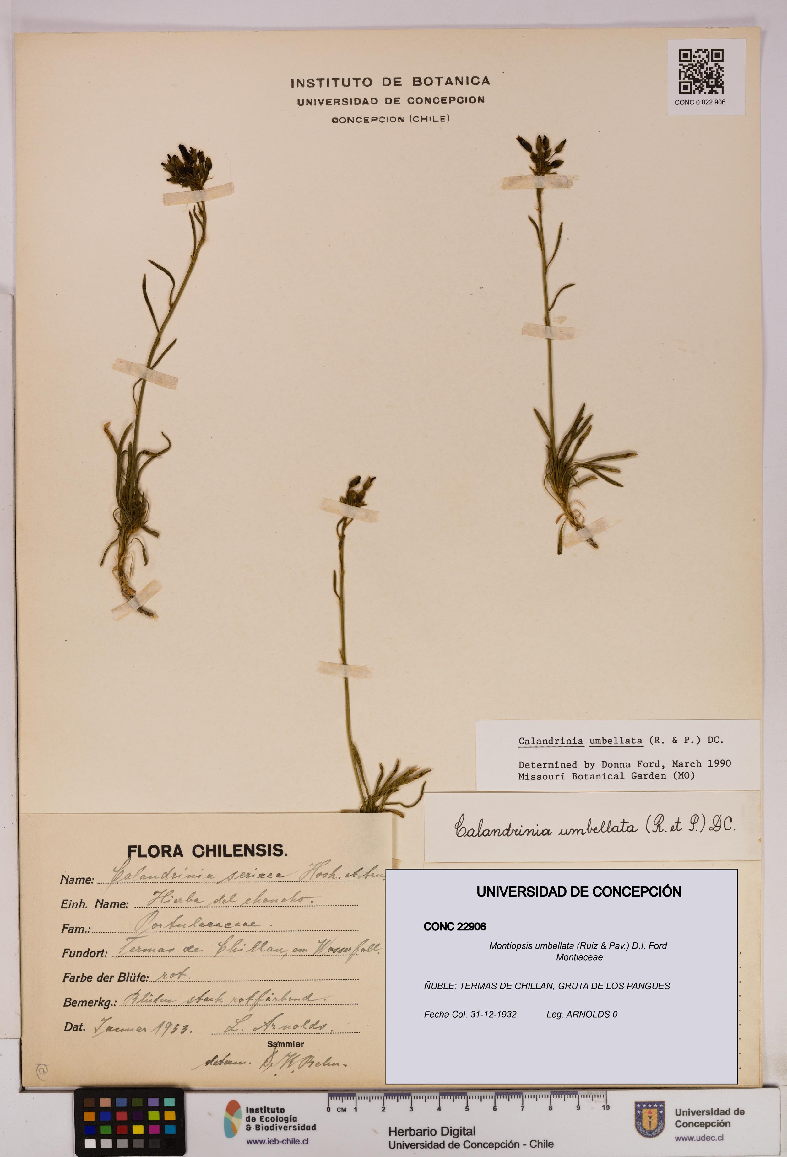 Montiopsis umbellata [Espécimen: UDEC:CONC:0022906]