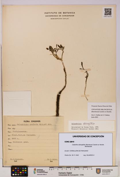 Cistanthe oblongifolia [Espécimen: UDEC:CONC:0022915]