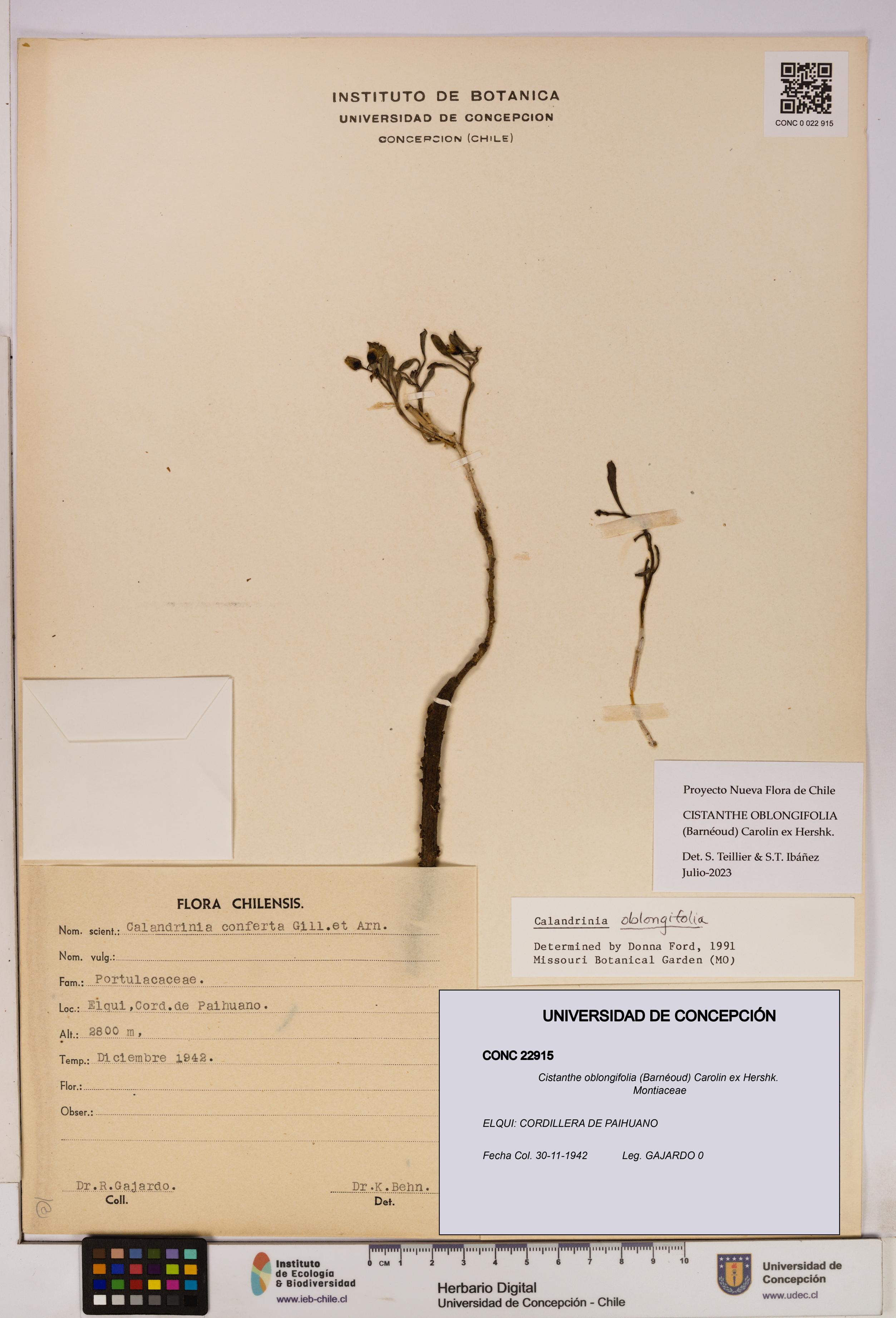 Cistanthe oblongifolia [Espécimen: UDEC:CONC:0022915]
