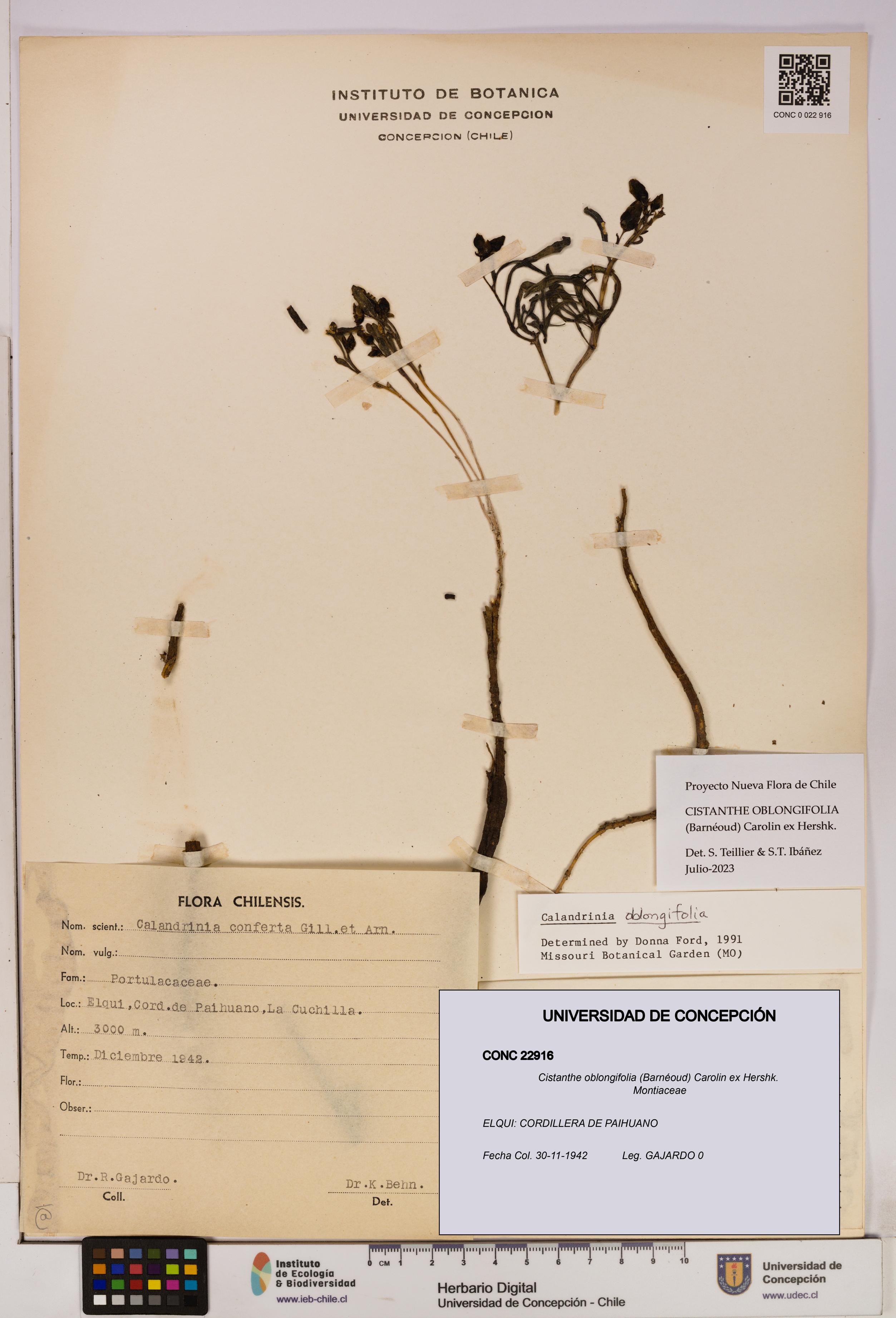 Cistanthe oblongifolia [Espécimen: UDEC:CONC:0022916]
