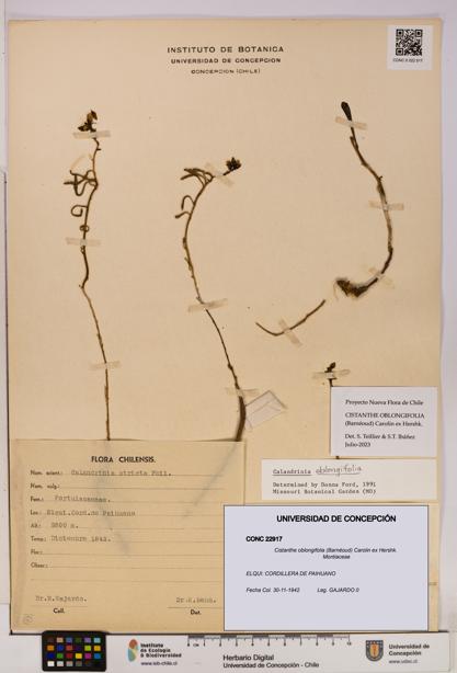 Cistanthe oblongifolia [Espécimen: UDEC:CONC:0022917]