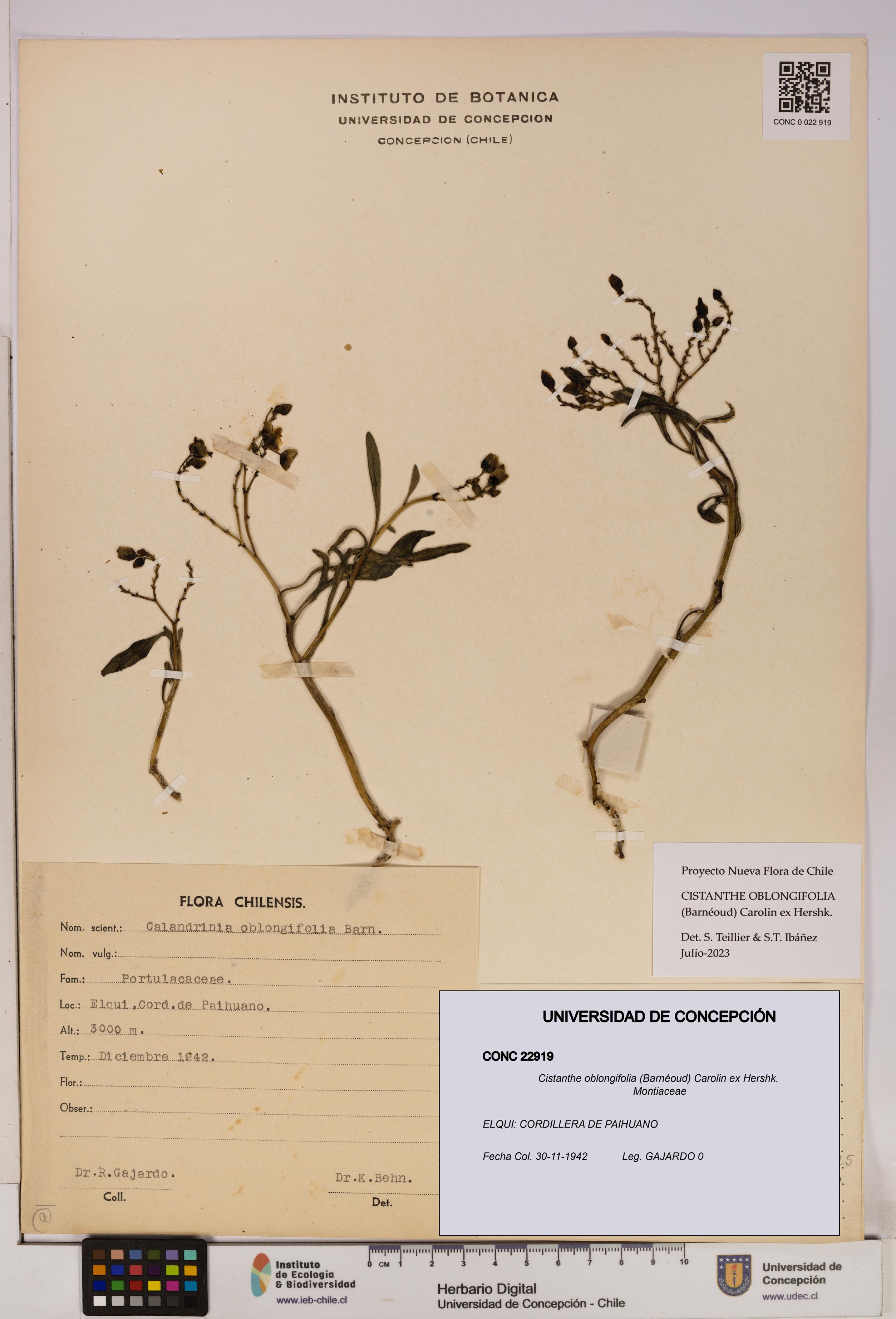 Cistanthe oblongifolia [Espécimen: UDEC:CONC:0022919]