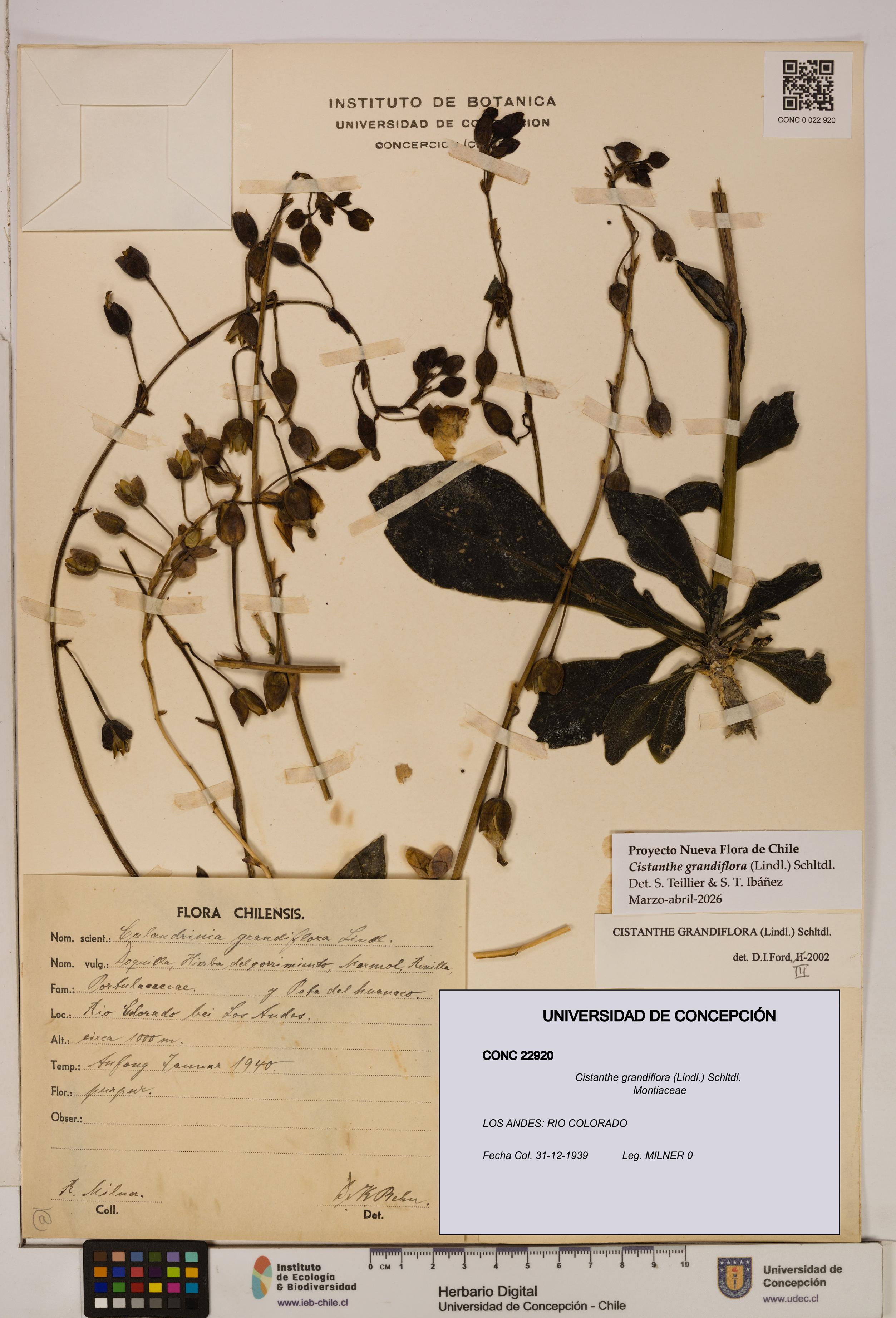 Cistanthe grandiflora [Espécimen: UDEC:CONC:0022920]