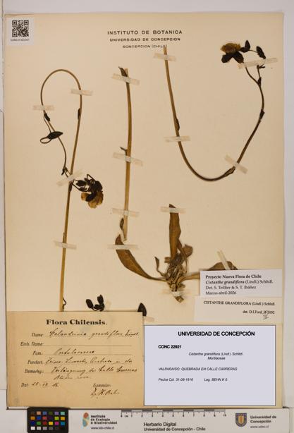 Cistanthe grandiflora [Espécimen: UDEC:CONC:0022921]