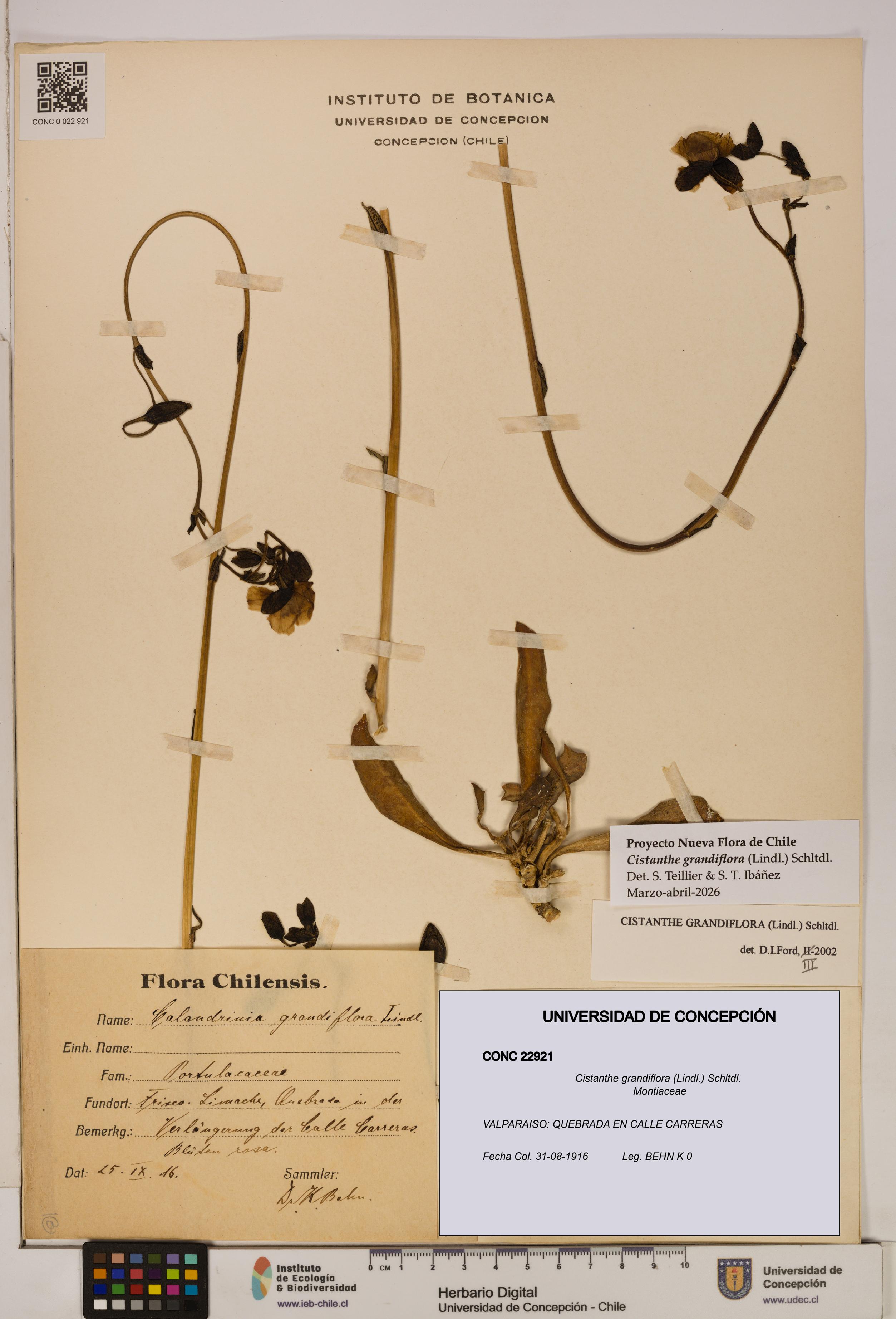 Cistanthe grandiflora [Espécimen: UDEC:CONC:0022921]