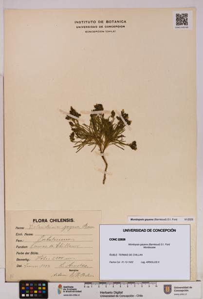 Montiopsis gayana [Espécimen: UDEC:CONC:0022926]