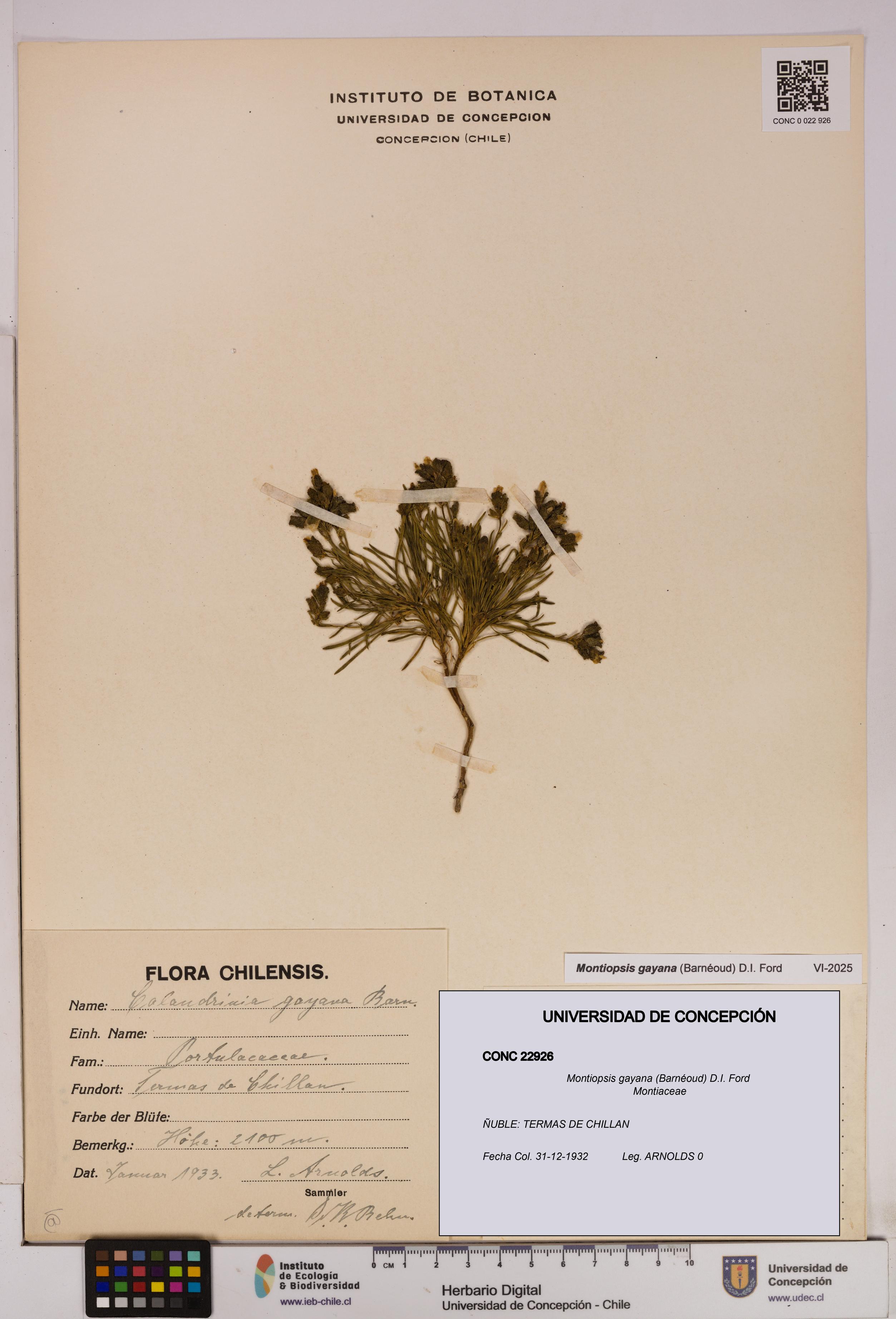 Montiopsis gayana [Espécimen: UDEC:CONC:0022926]