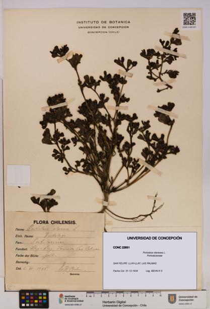 Portulaca oleracea [Espécimen: UDEC:CONC:0022931]