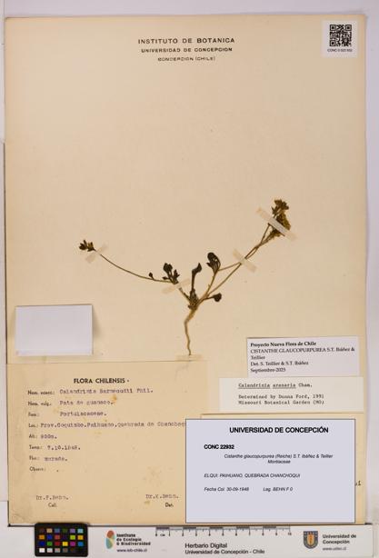 Cistanthe glaucopurpurea [Espécimen: UDEC:CONC:0022932]