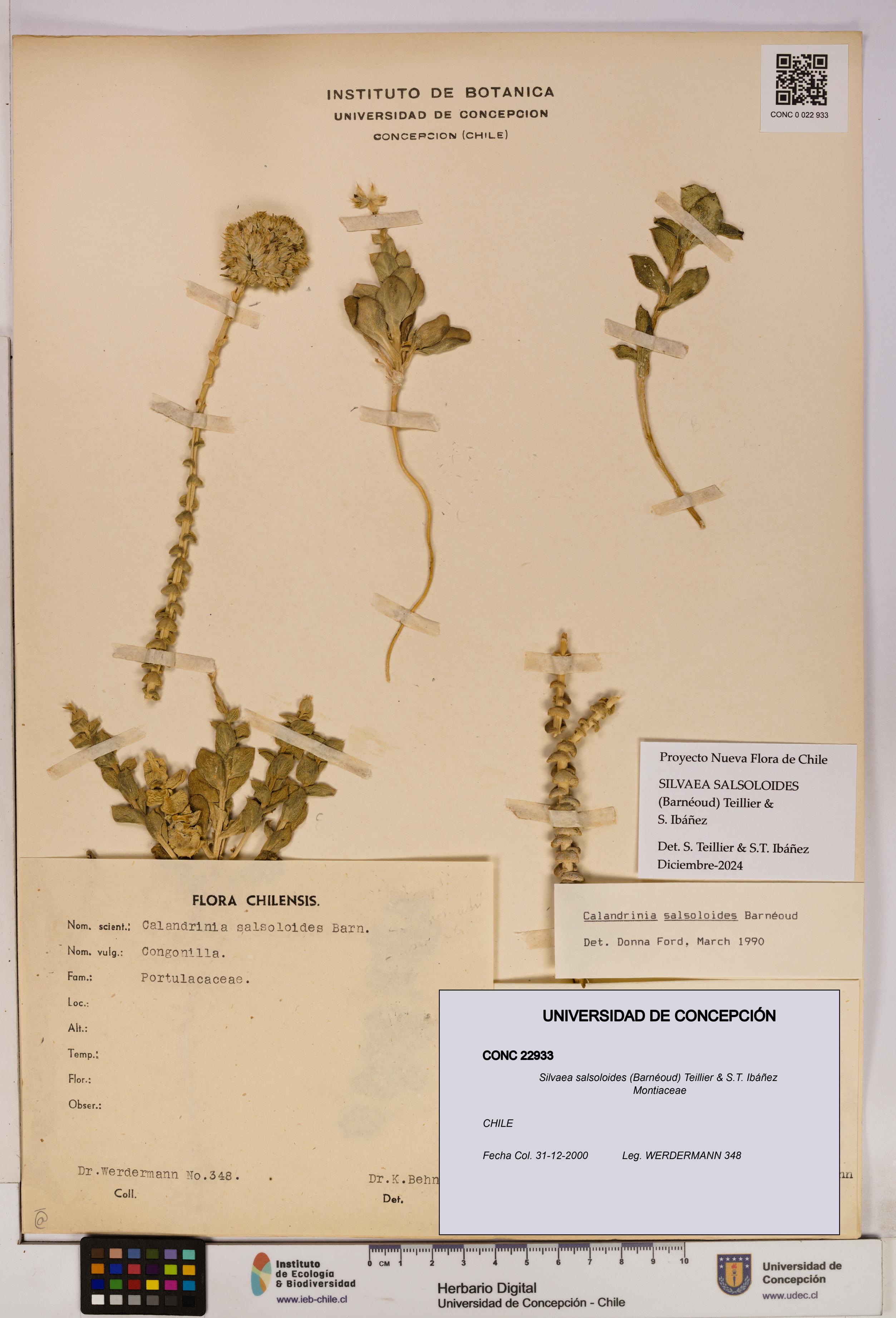 Silvaea salsoloides [Espécimen: UDEC:CONC:0022933]