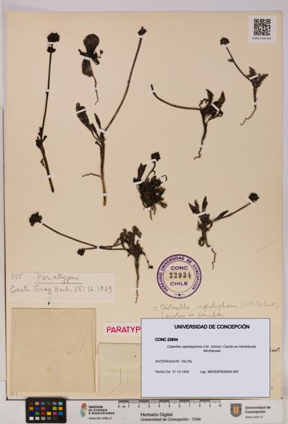 Cistanthe cephalophora [Espécimen: UDEC:CONC:0022934]