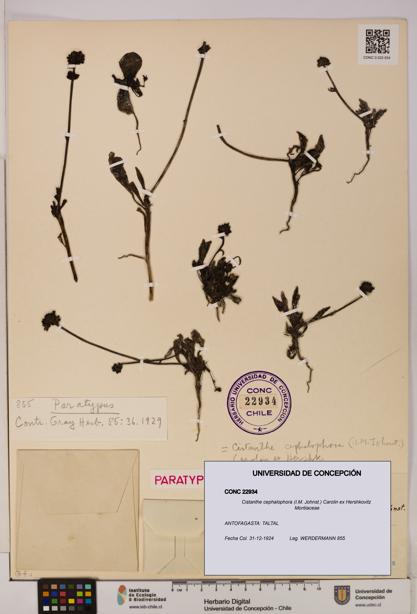 Cistanthe cephalophora [Espécimen: UDEC:CONC:0022934]