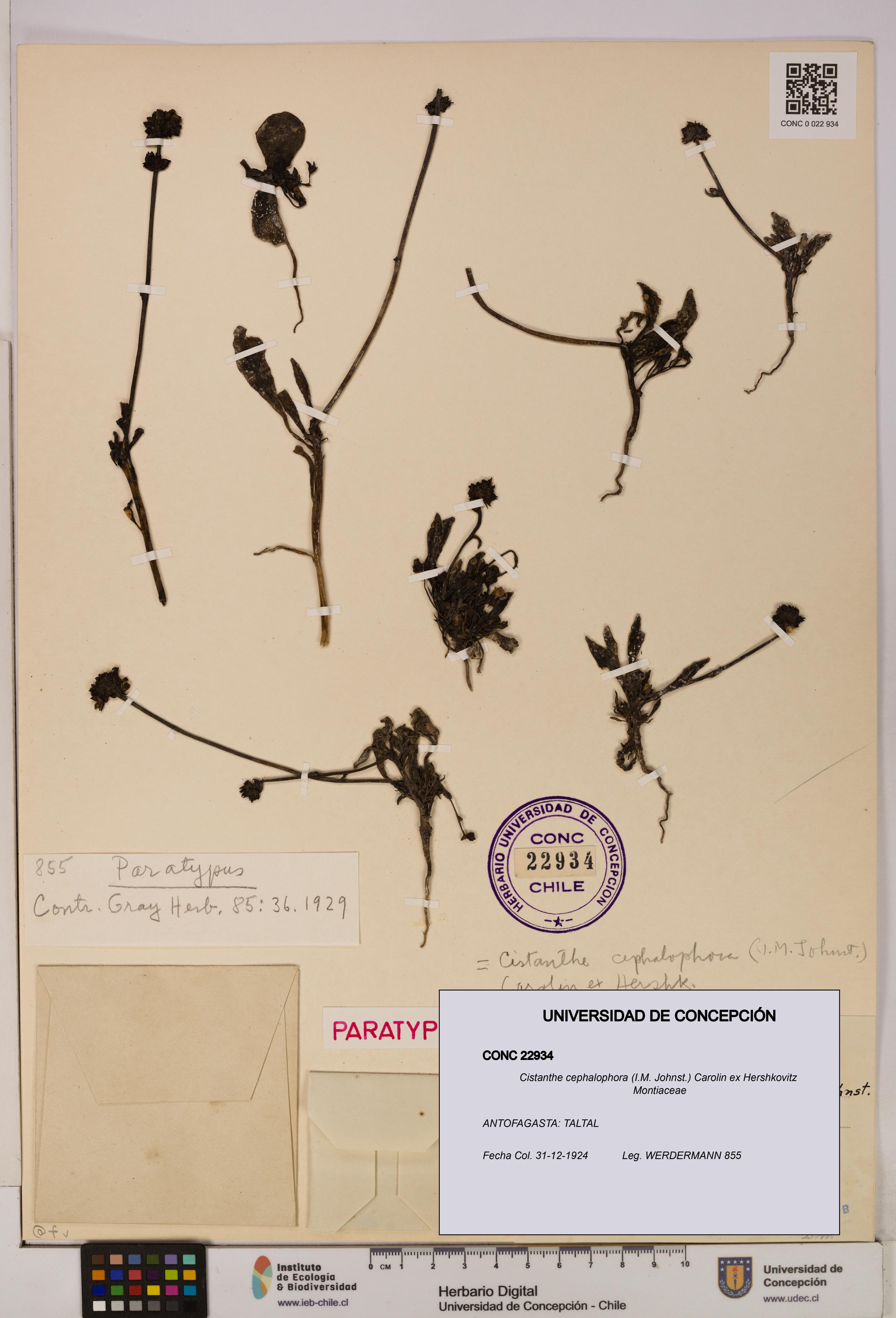 Cistanthe cephalophora [Espécimen: UDEC:CONC:0022934]