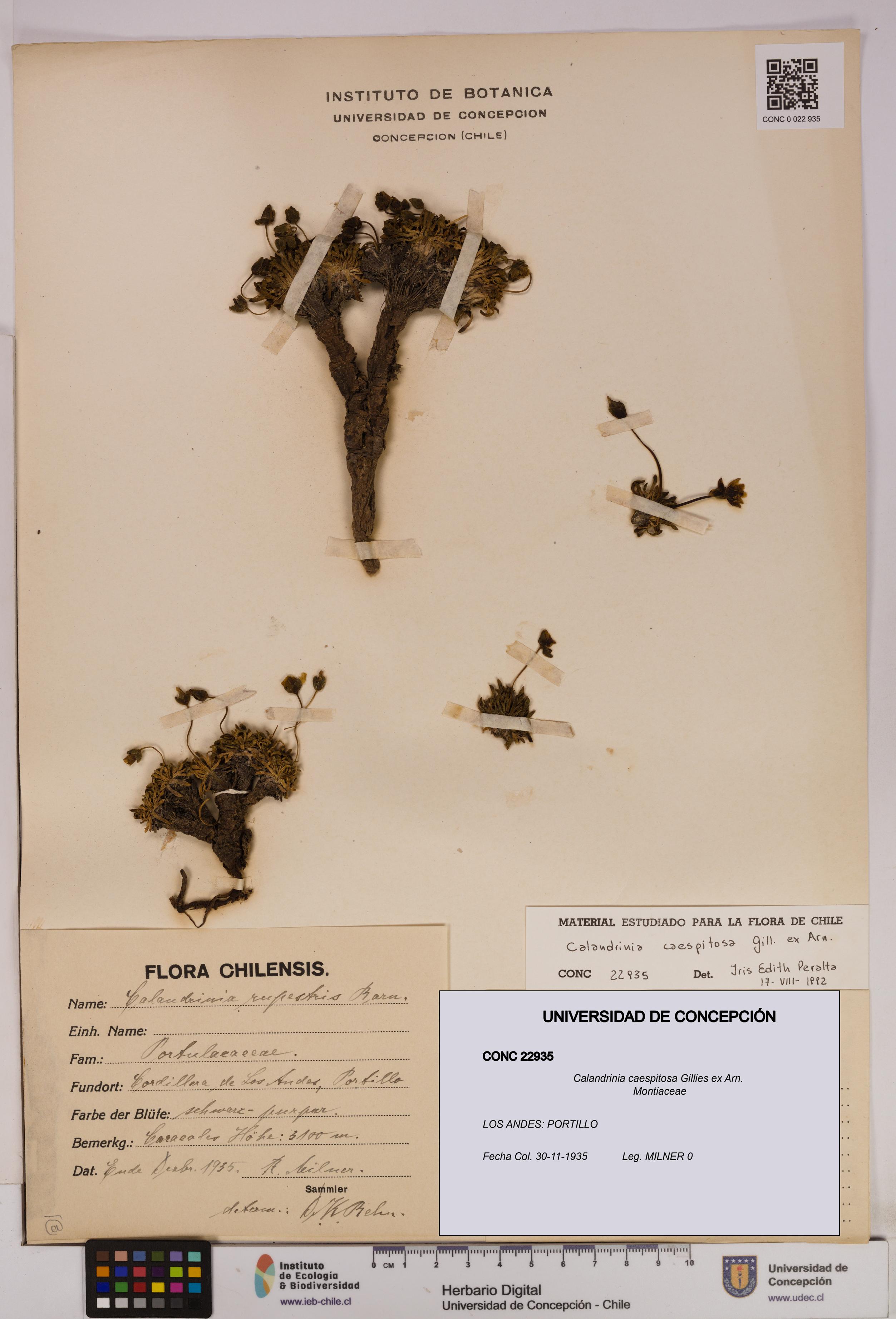 Calandrinia caespitosa [Espécimen: UDEC:CONC:0022935]