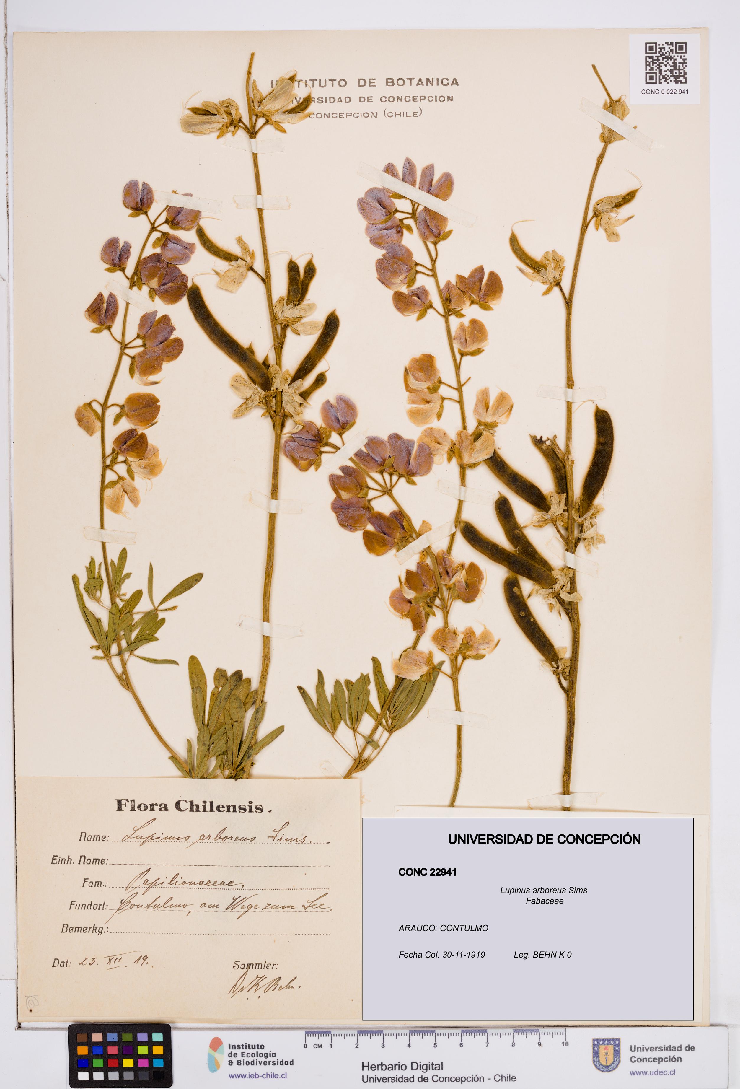 Lupinus arboreus [Espécimen: ]