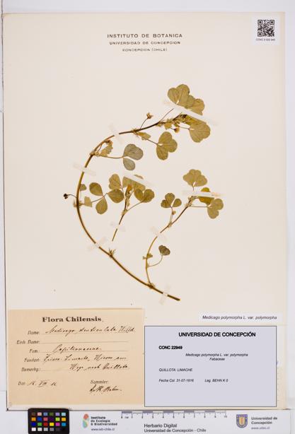 Medicago polymorpha [Espécimen: ]