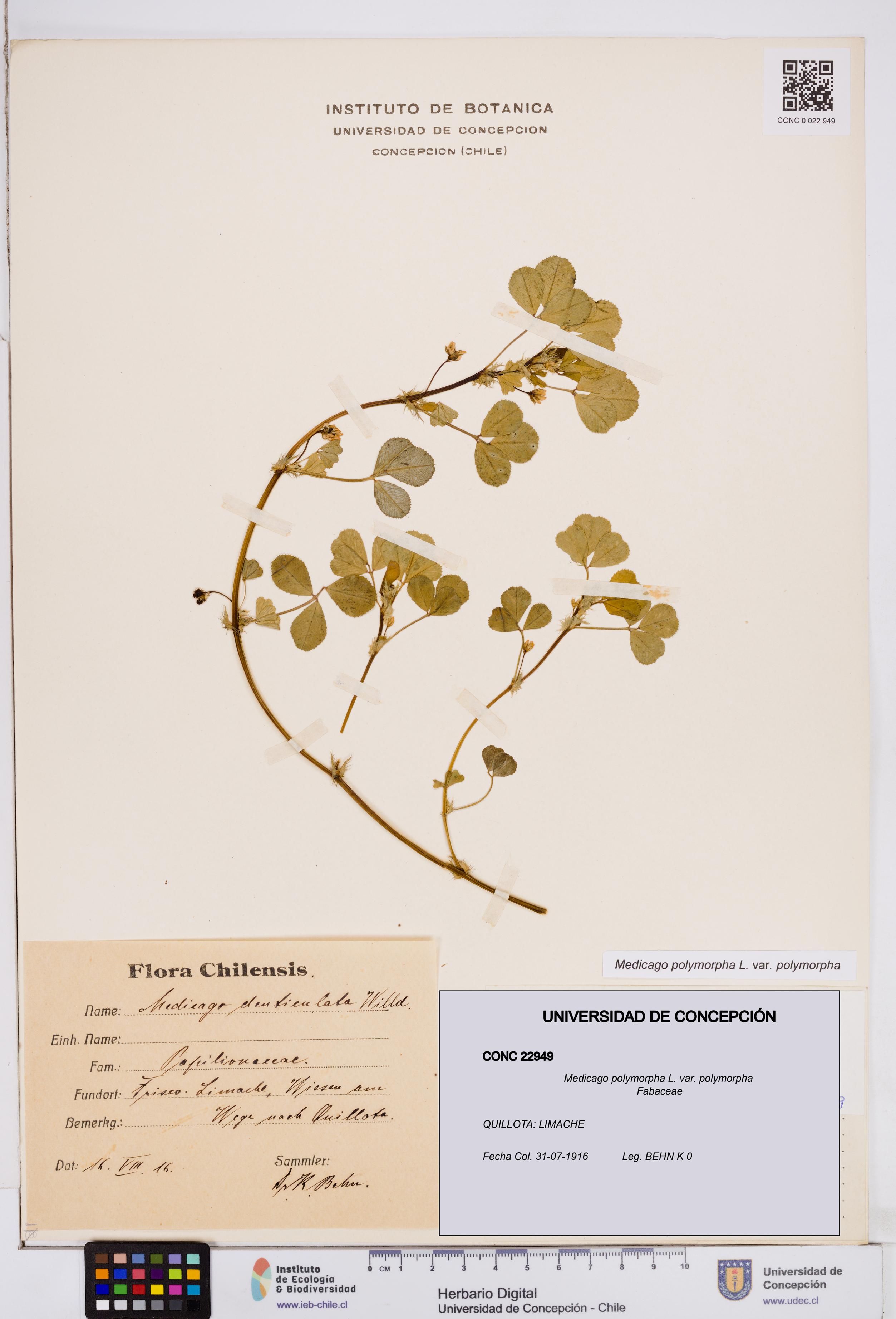 Medicago polymorpha [Espécimen: ]