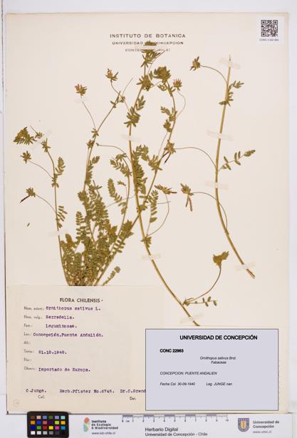 Ornithopus sativus [Espécimen: ]