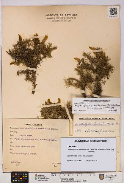 Anarthrophyllum desideratum var. morenonis [Espécimen: UDEC:CONC:0022977]