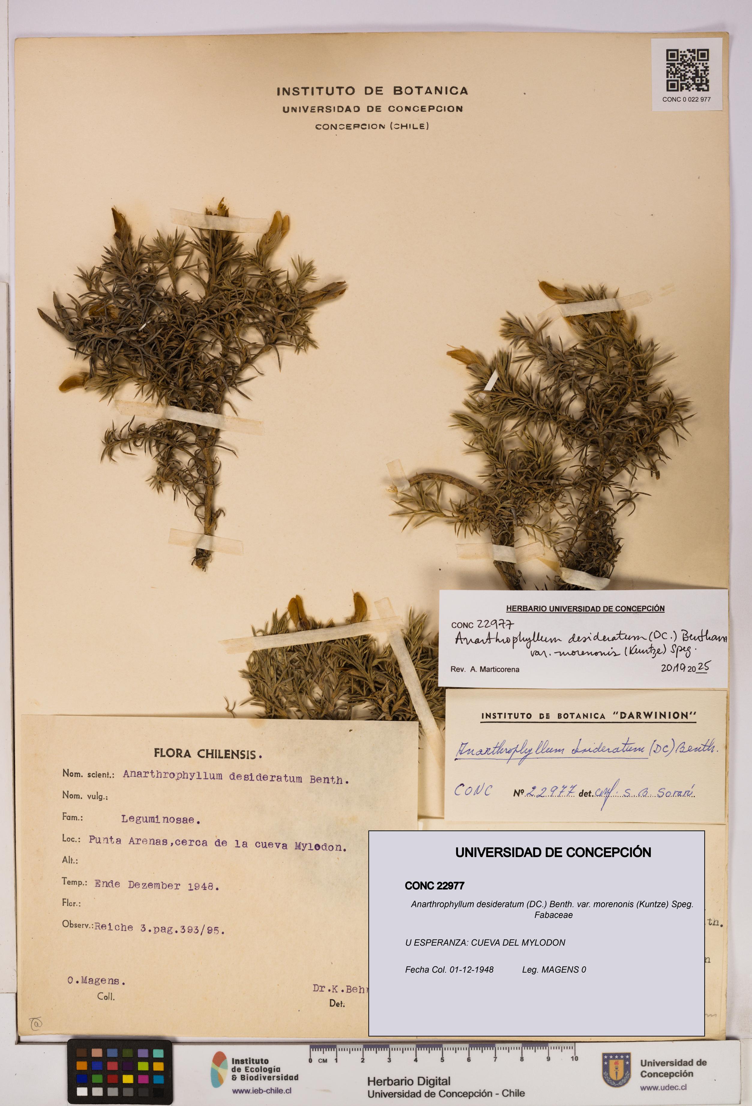 Anarthrophyllum desideratum var. morenonis [Espécimen: UDEC:CONC:0022977]