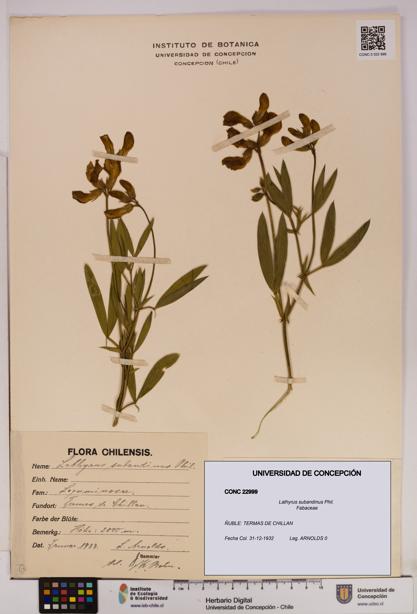 Lathyrus subandinus [Espécimen: UDEC:CONC:0022999]