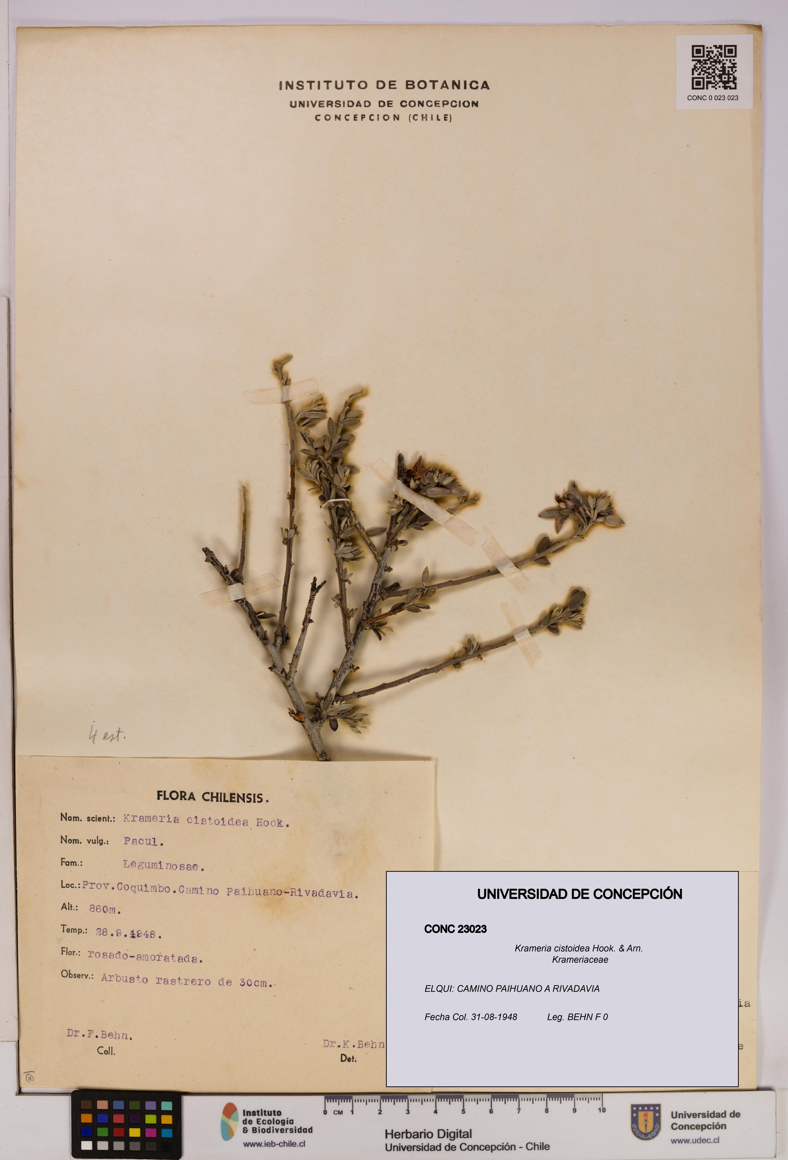 Krameria cistoidea [Espécimen: UDEC:CONC:0023023]