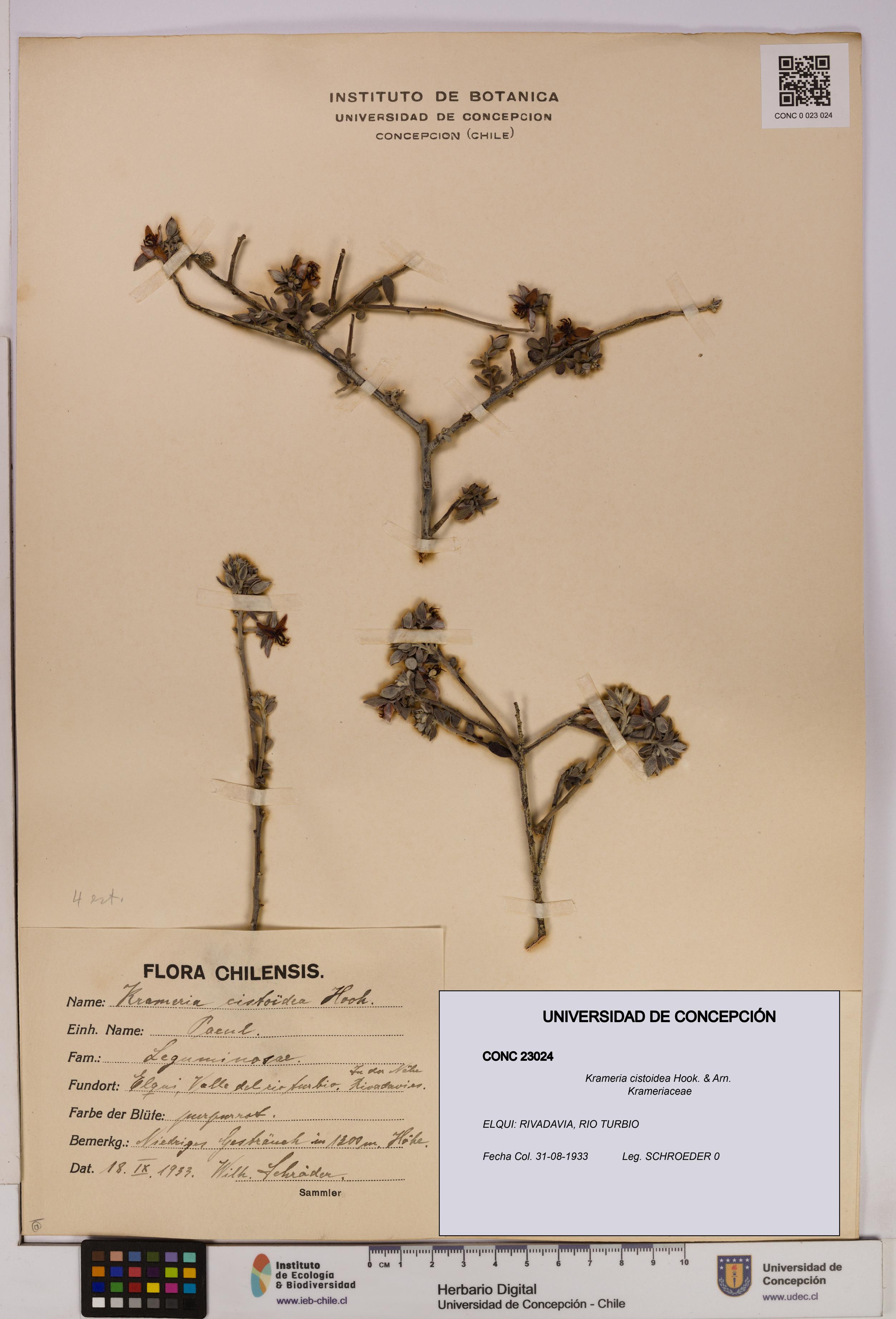 Krameria cistoidea [Espécimen: UDEC:CONC:0023024]