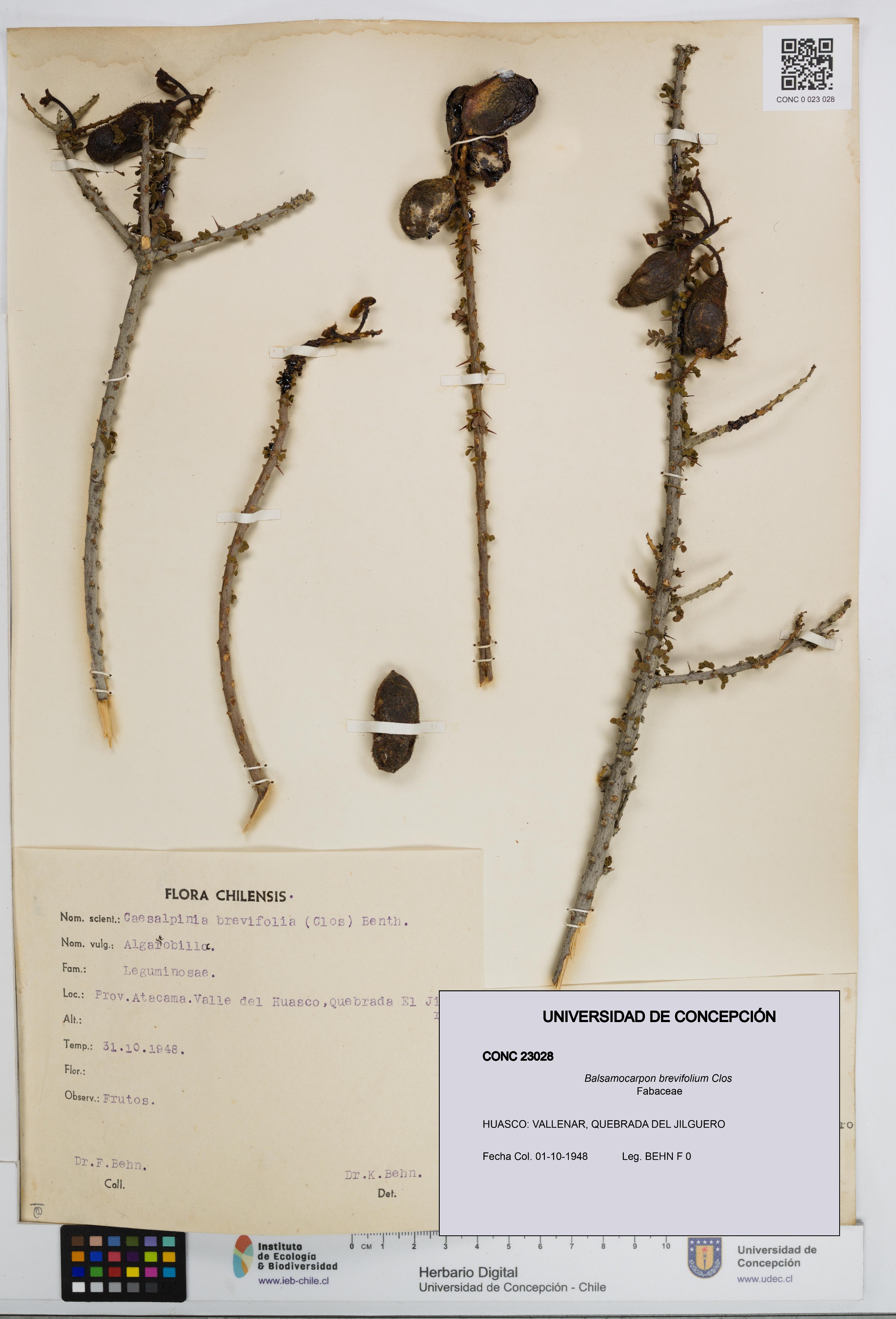 Balsamocarpon brevifolium [Espécimen: UDEC:CONC:0023028]