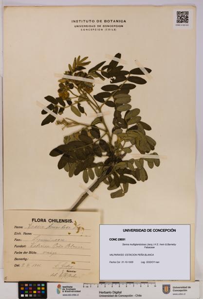Senna multiglandulosa [Espécimen: UDEC:CONC:0023031]
