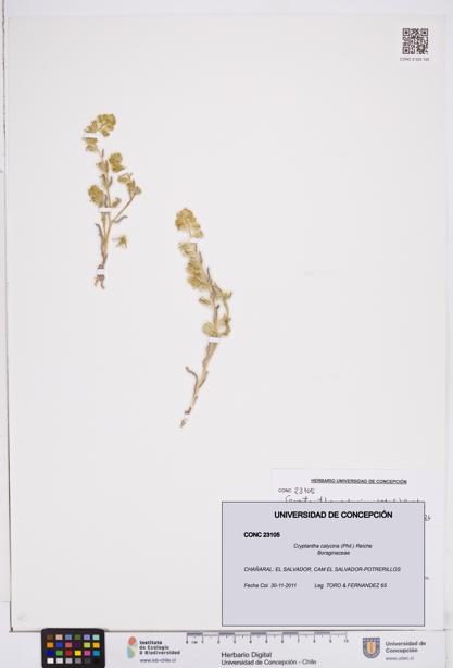 Cryptantha calycina [Espécimen: ]