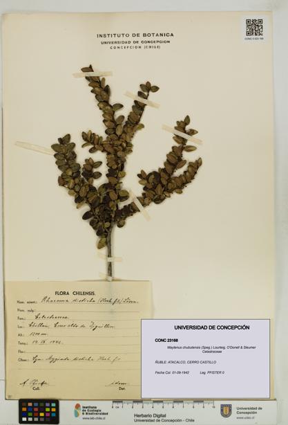 Maytenus chubutensis [Espécimen: UDEC:CONC:0023168]