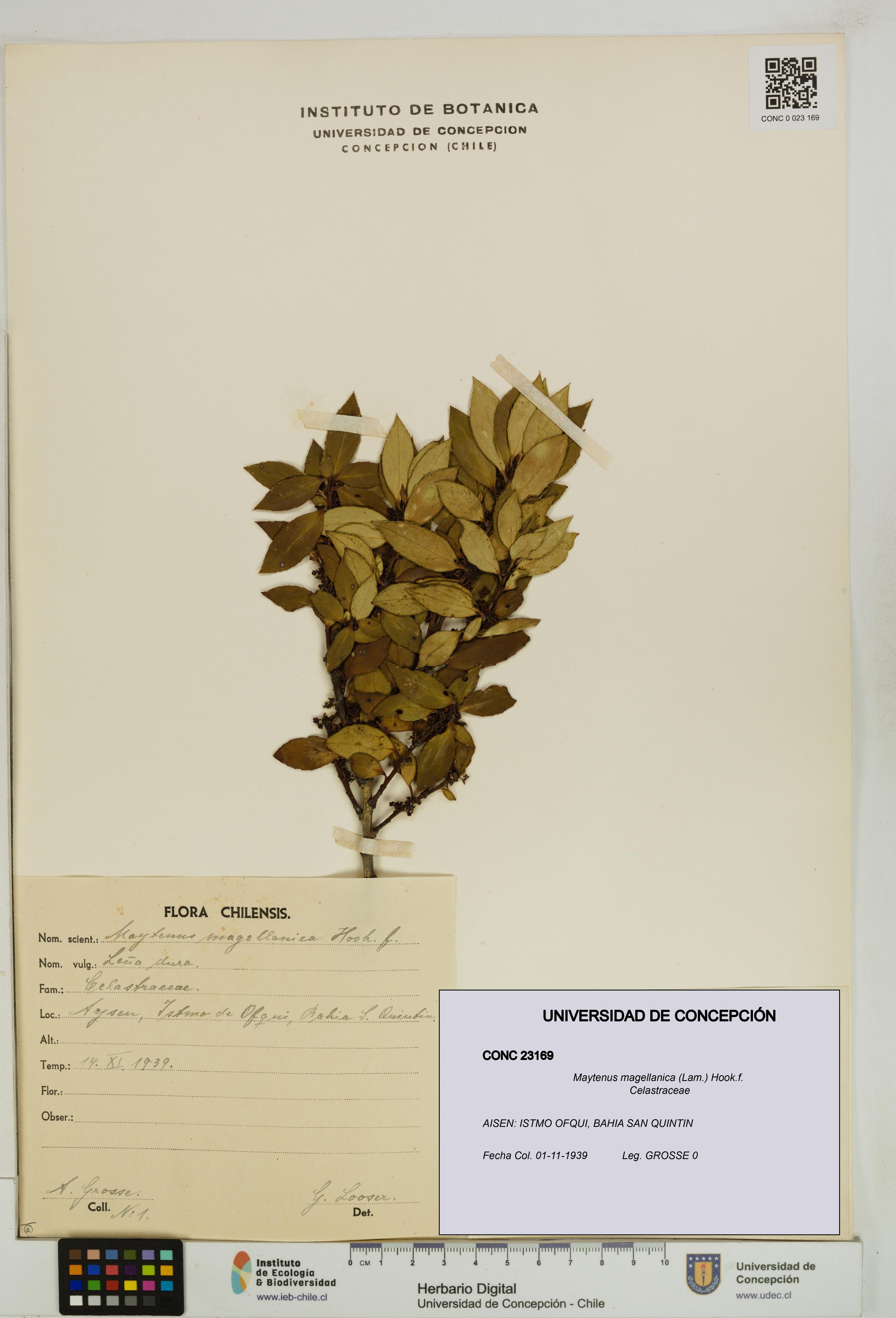 Maytenus magellanica [Espécimen: UDEC:CONC:0023169]