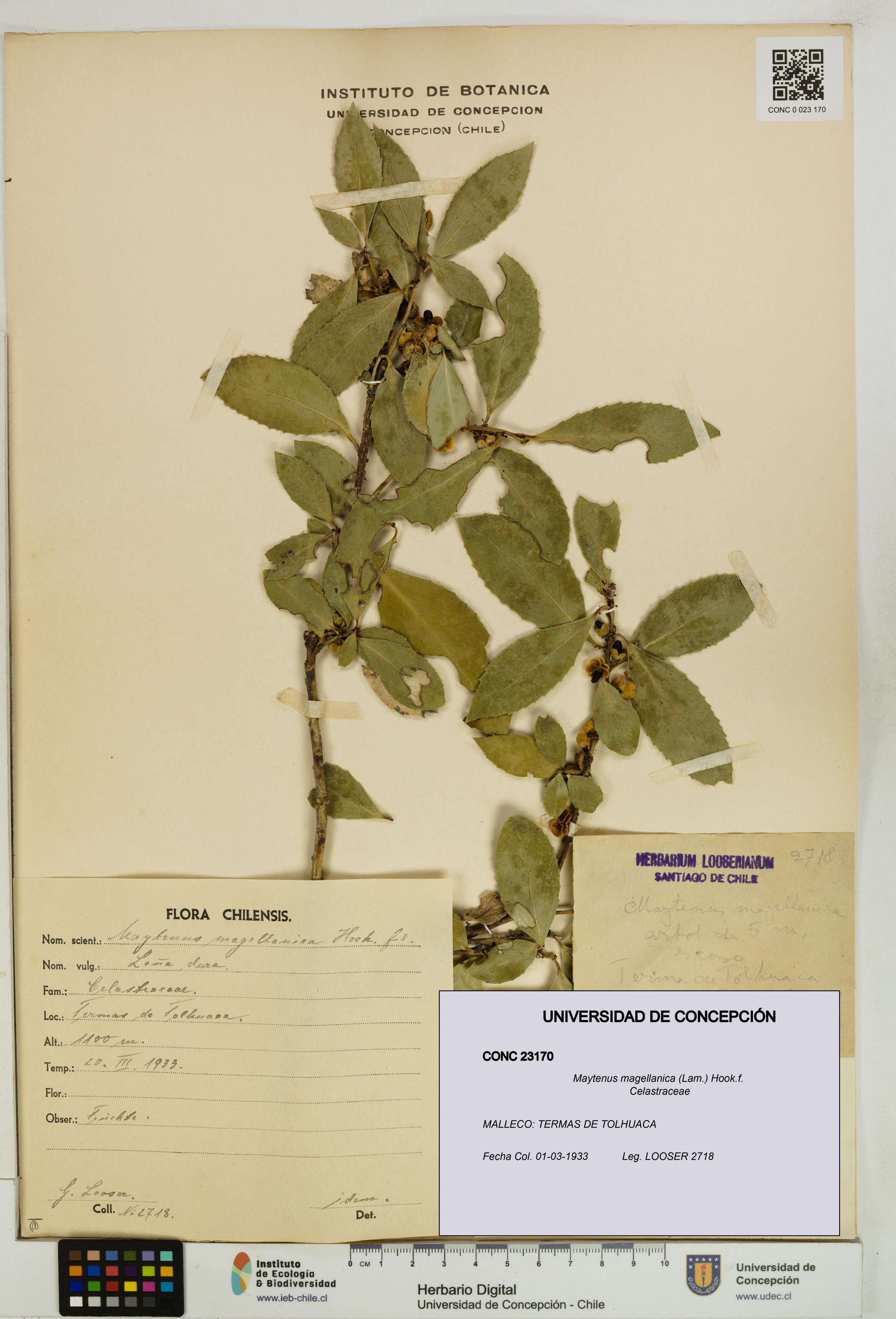 Maytenus magellanica [Espécimen: UDEC:CONC:0023170]