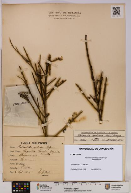 Retanilla ephedra [Espécimen: UDEC:CONC:0023212]