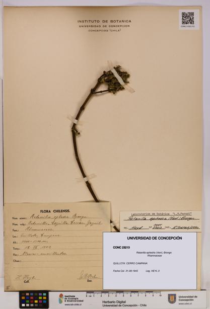 Retanilla ephedra [Espécimen: UDEC:CONC:0023213]