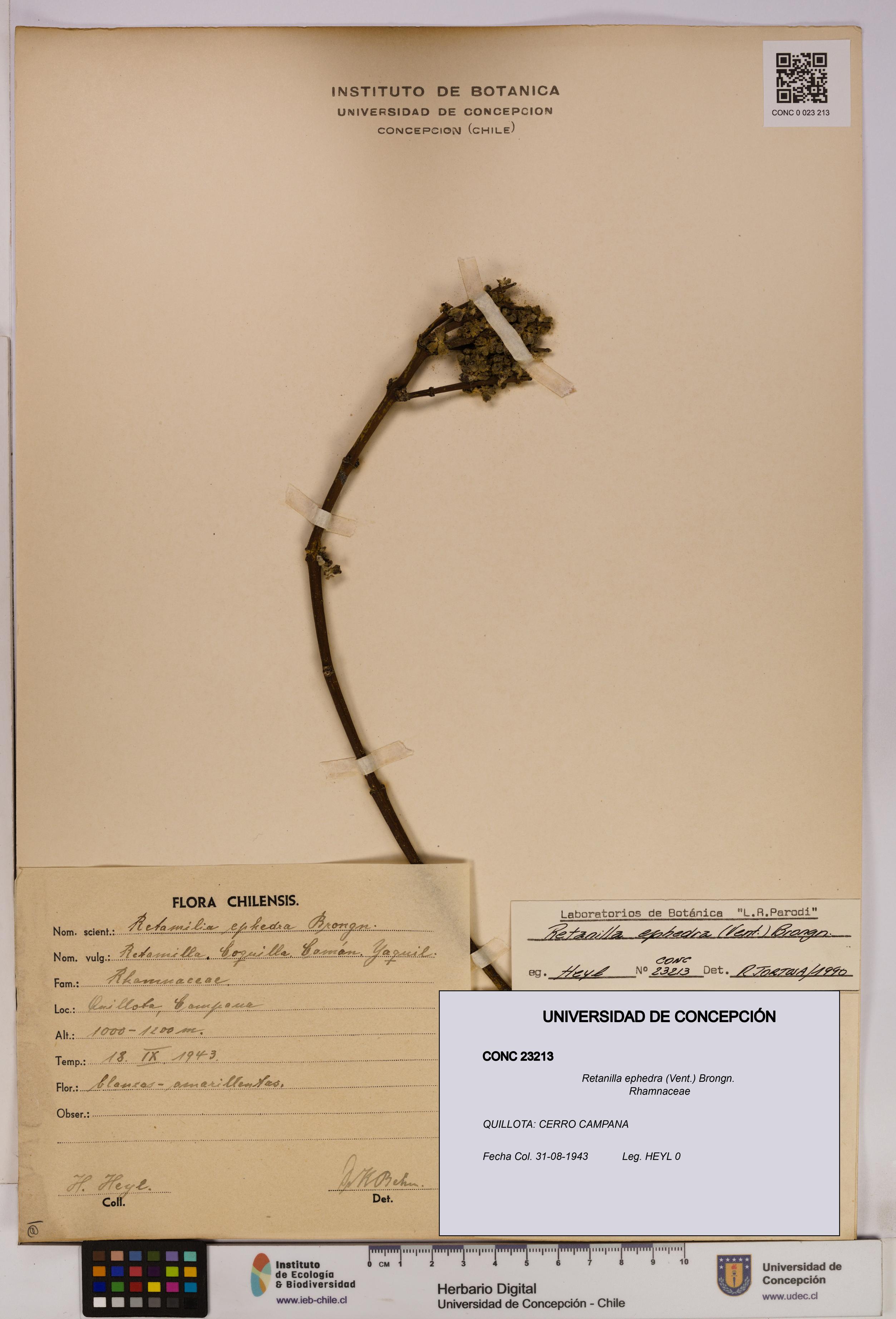 Retanilla ephedra [Espécimen: UDEC:CONC:0023213]