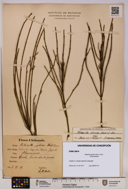 Retanilla stricta [Espécimen: UDEC:CONC:0023214]