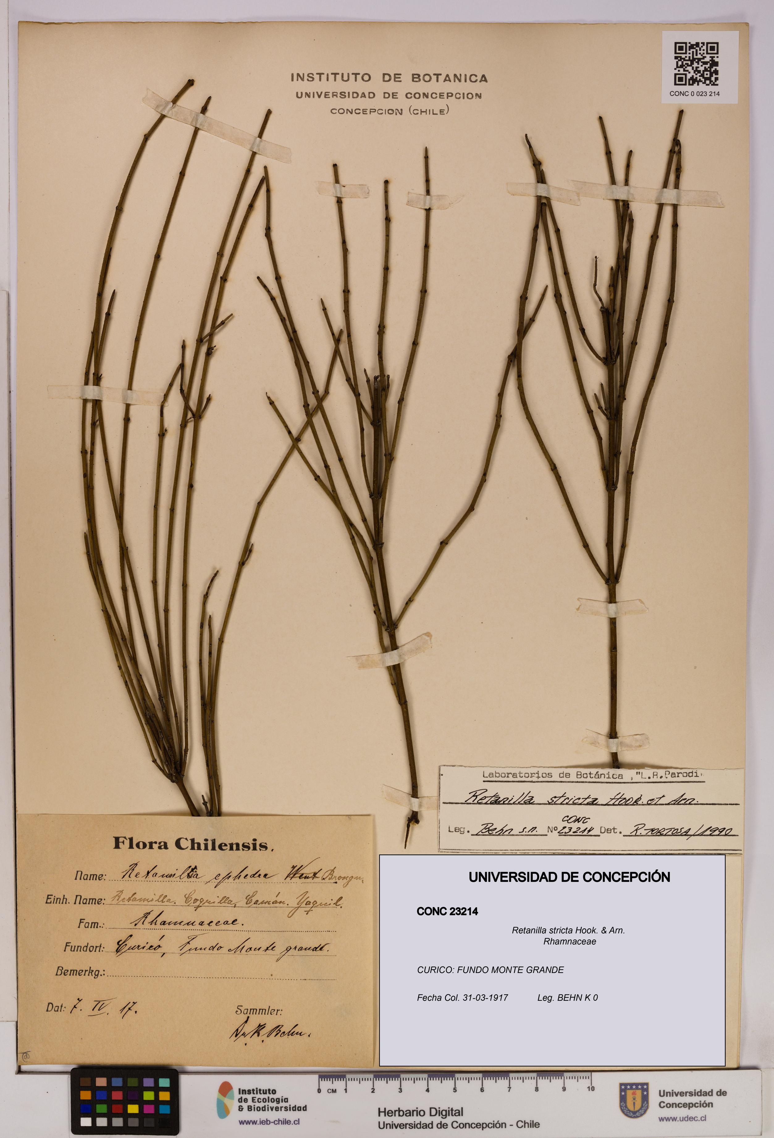 Retanilla stricta [Espécimen: UDEC:CONC:0023214]