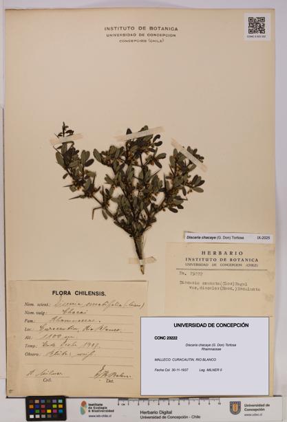 Discaria chacaye [Espécimen: UDEC:CONC:0023222]