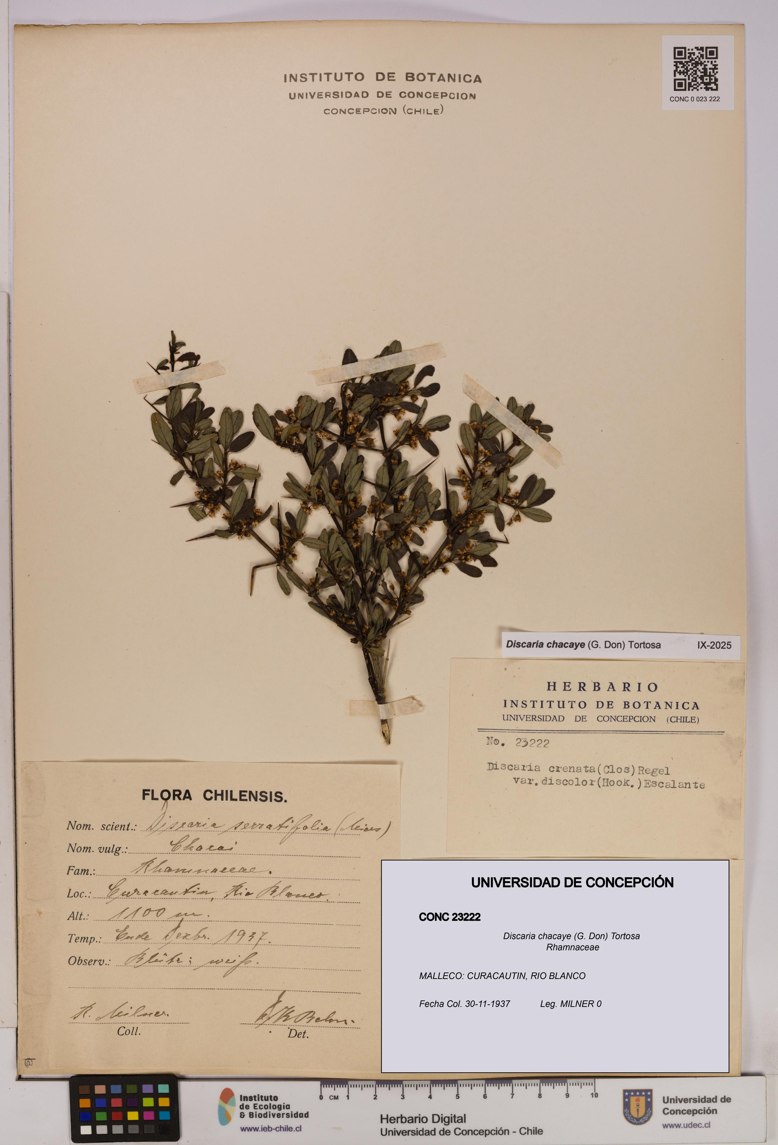 Discaria chacaye [Espécimen: UDEC:CONC:0023222]