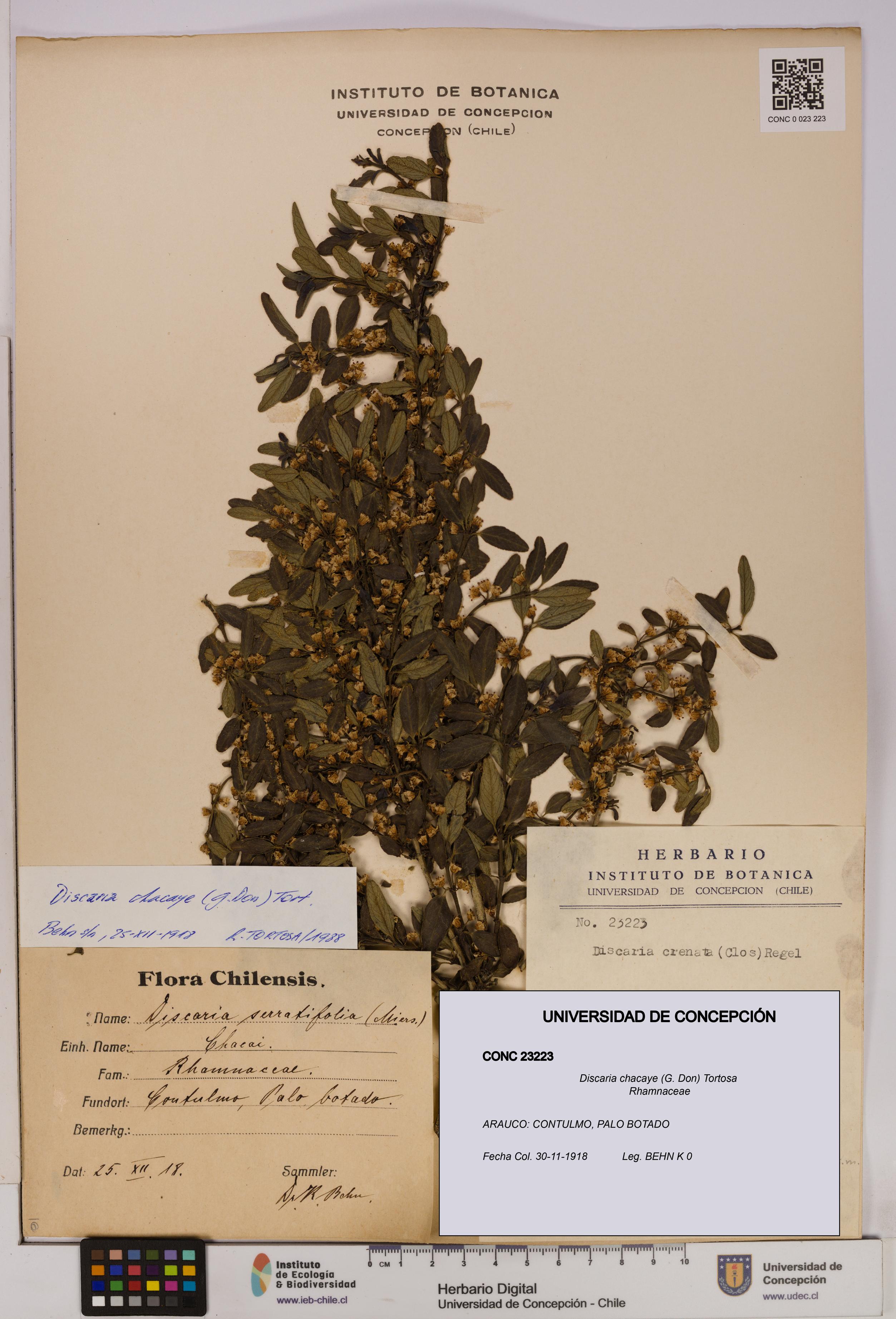 Discaria chacaye [Espécimen: UDEC:CONC:0023223]