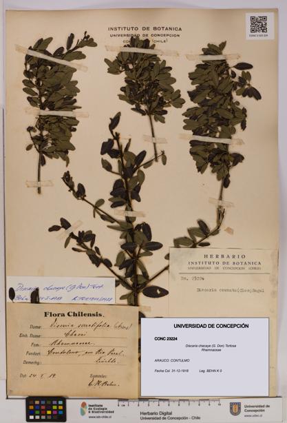 Discaria chacaye [Espécimen: UDEC:CONC:0023224]