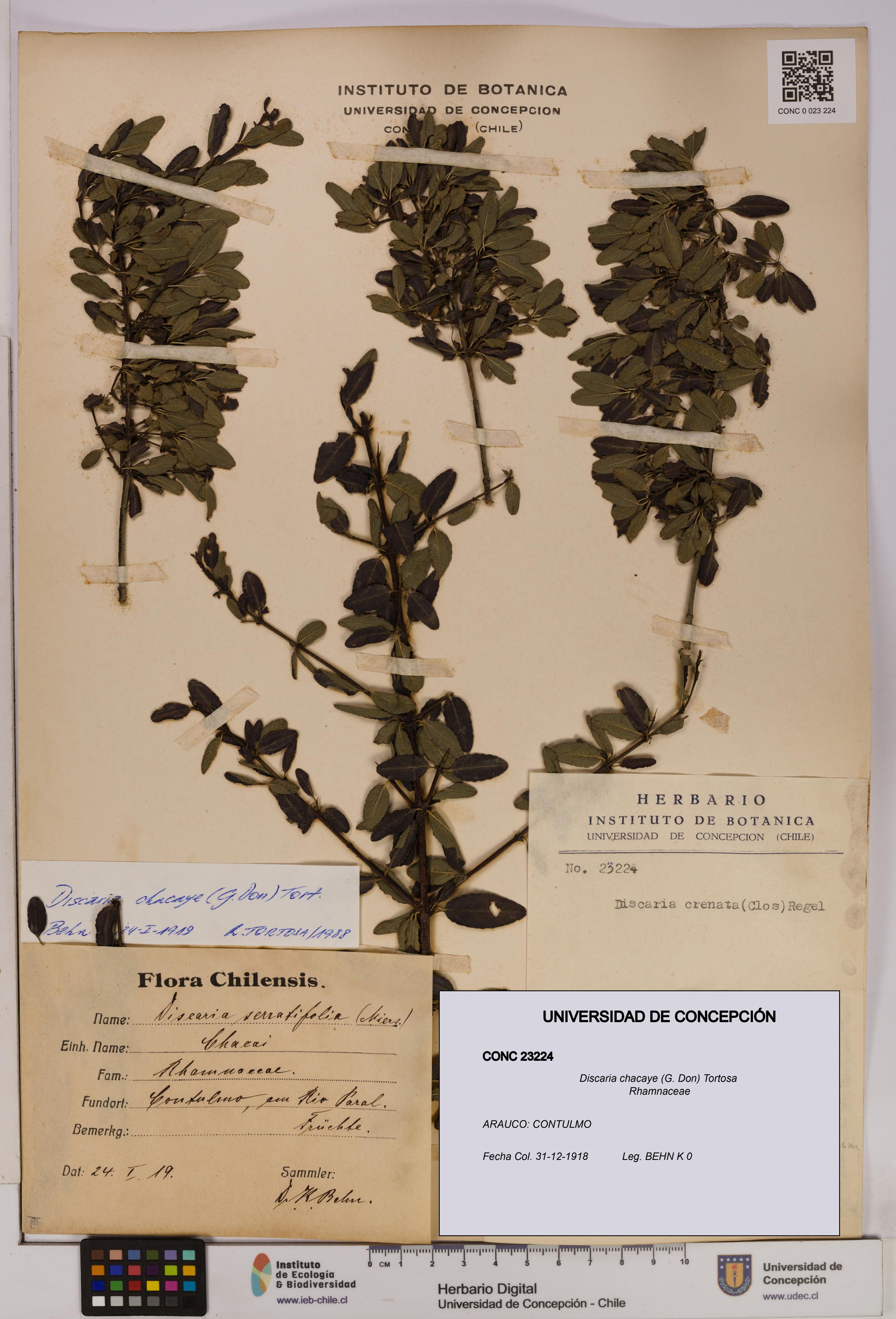 Discaria chacaye [Espécimen: UDEC:CONC:0023224]