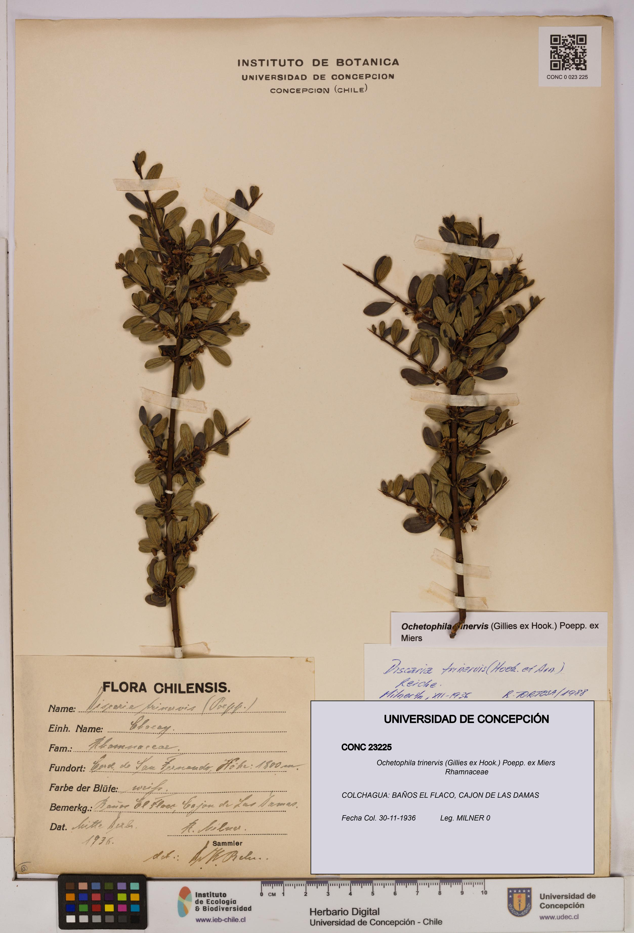 Ochetophila trinervis [Espécimen: UDEC:CONC:0023225]