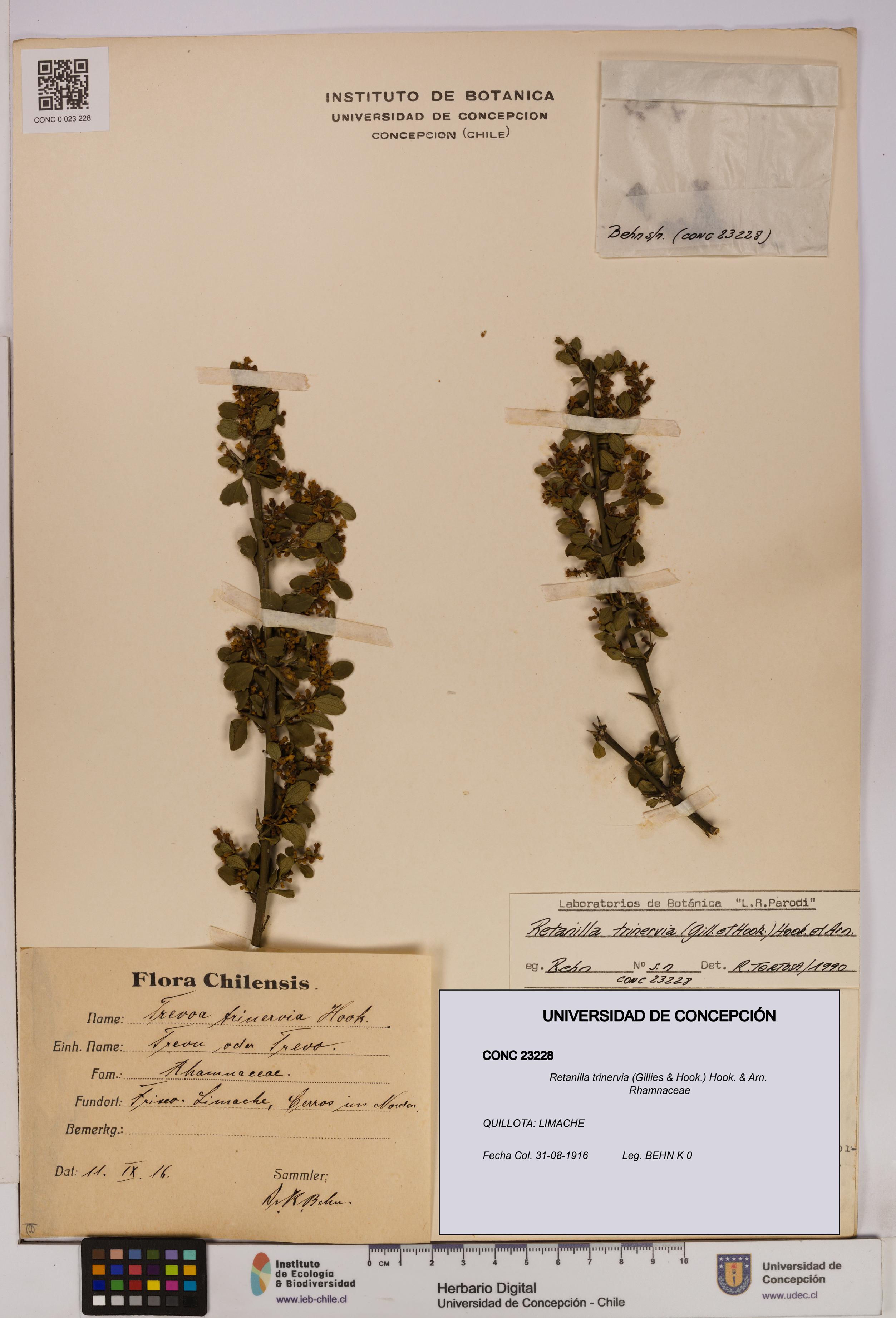 Retanilla trinervia [Espécimen: UDEC:CONC:0023228]