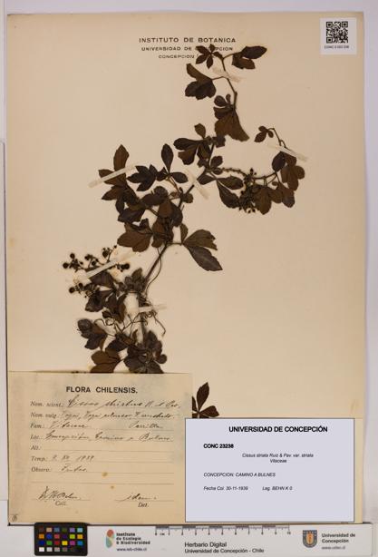 Cissus striata var. striata [Espécimen: UDEC:CONC:0023238]