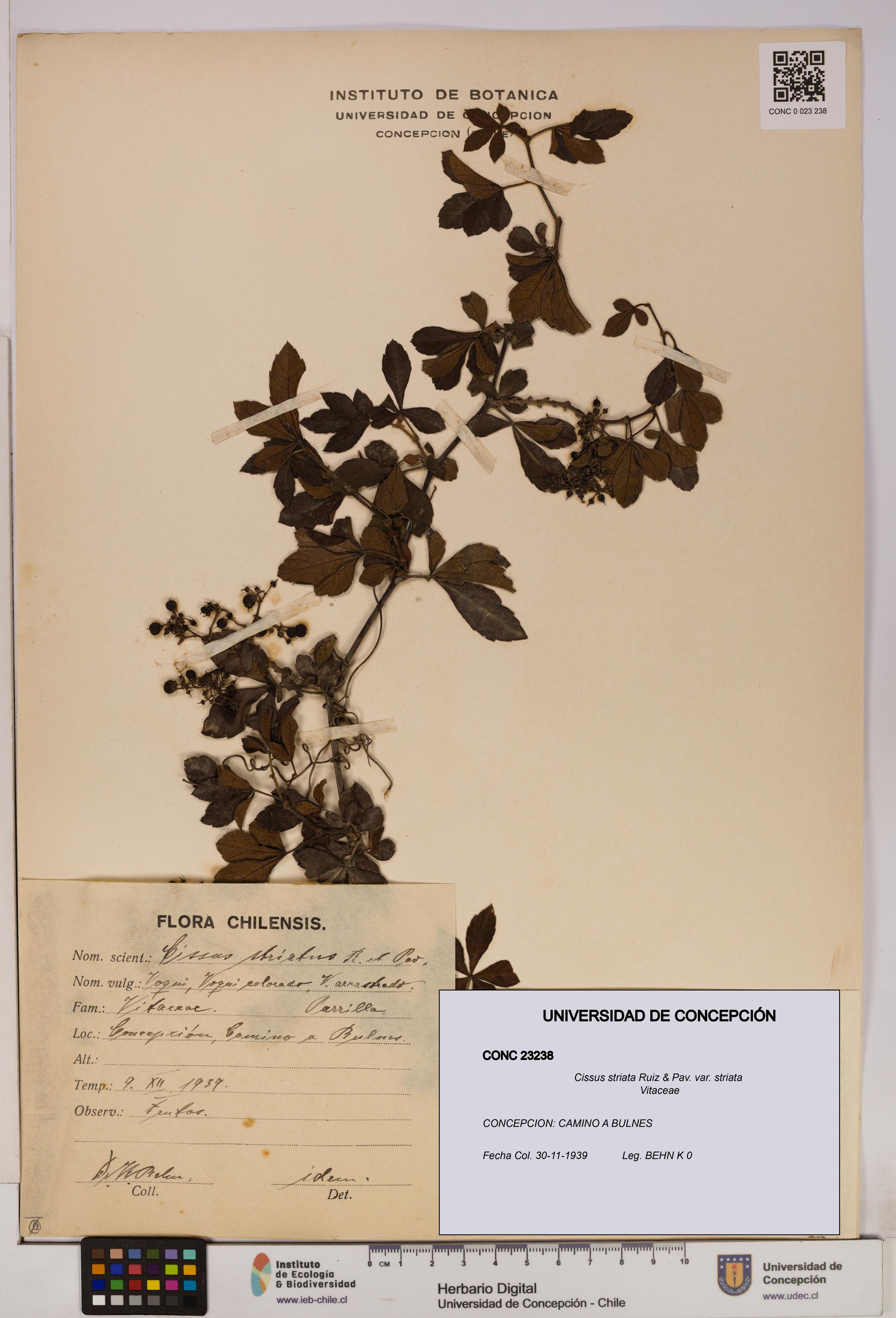 Cissus striata var. striata [Espécimen: UDEC:CONC:0023238]