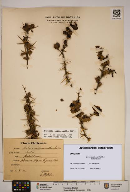 Berberis actinacantha [Espécimen: ]