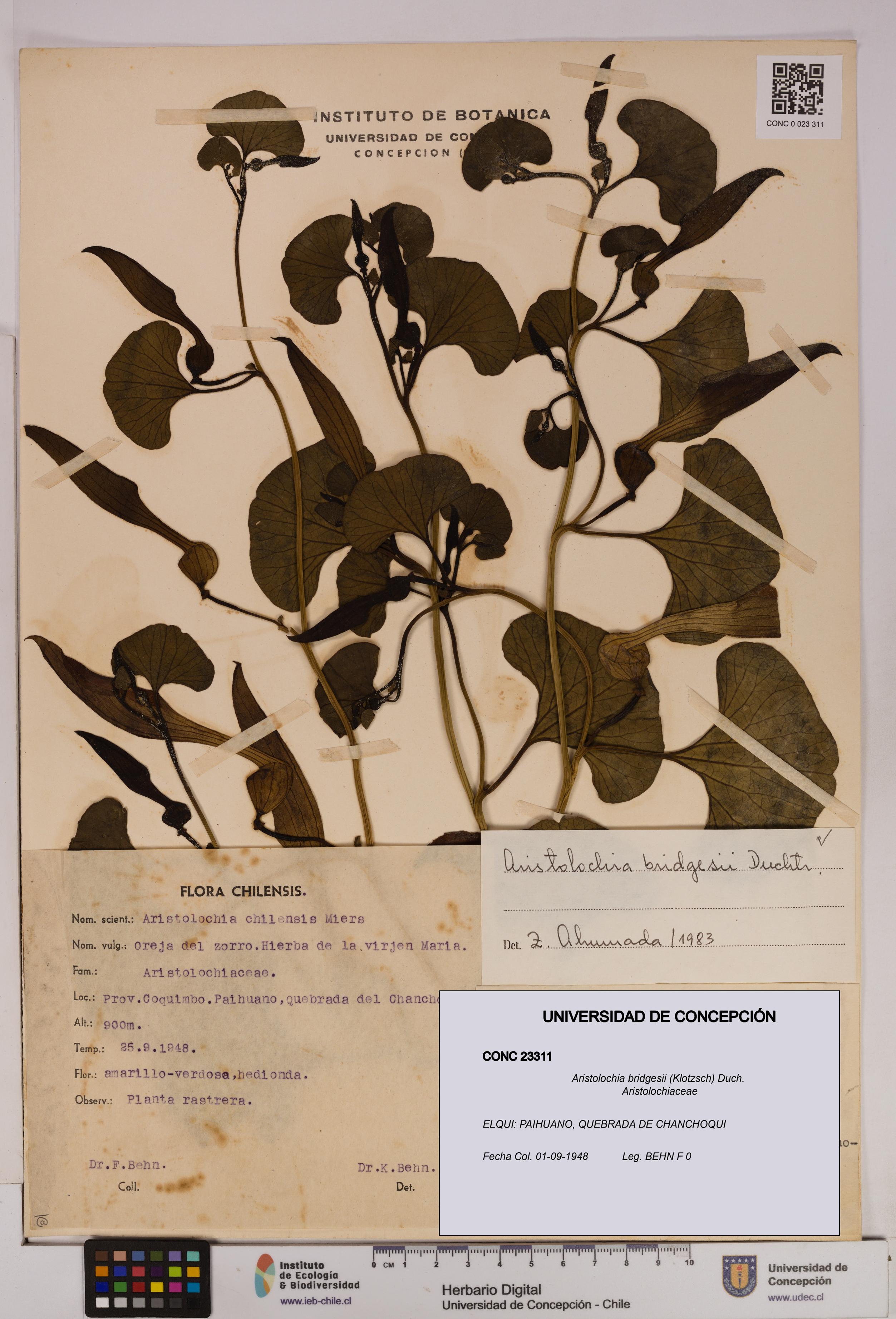Aristolochia bridgesii [Espécimen: UDEC:CONC:0023311]